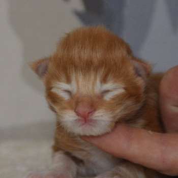 1er chaton (Portée Uru ❤ Shadow du Cœur des Terres) - Mâle red tabby & blanc Mâle Maine coon