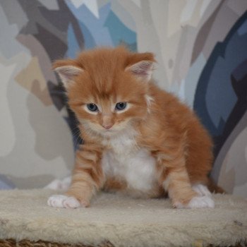 Abu Du Cycle Eternel Mâle Maine coon