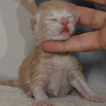 2e chaton (Portée Uru ❤ Shadow du Cœur des Terres) - Mâle red smoke Mâle Maine coon