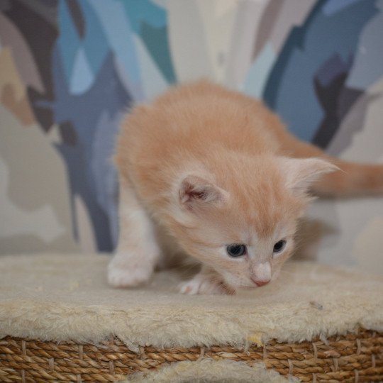 chaton Maine coon red smoke Chatterie Du Cycle Eternel red smoke 