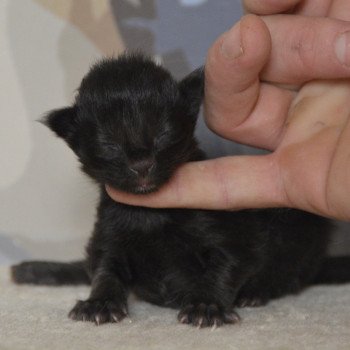 3e chaton (Portée Uru ❤ Shadow du Cœur des Terres) - Mâle black Mâle Maine coon