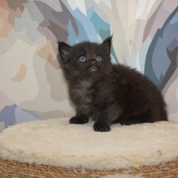 Anakin Du Cycle Eternel Mâle Maine coon