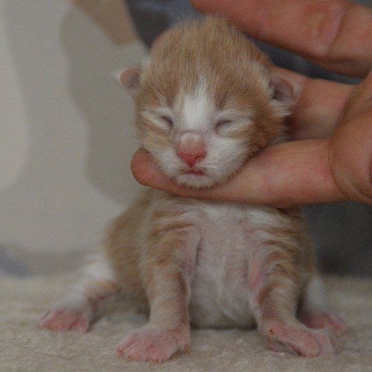 5e chaton (Portée Uru ❤ Shadow du Cœur des Terres) - Mâle red smoke & blanc Mâle Maine coon
