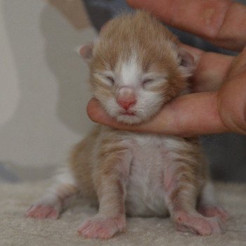 5e chaton (Portée Uru ❤ Shadow du Cœur des Terres) - Mâle red smoke & blanc Mâle Maine coon