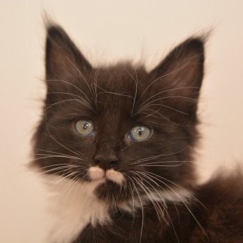 Armonie Du Cycle Eternel Femelle Maine coon