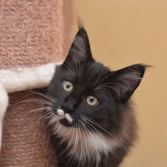 Armonie Du Cycle Eternel Femelle Maine coon