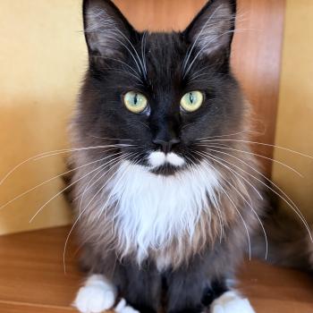 Armonie Du Cycle Eternel Femelle Maine coon