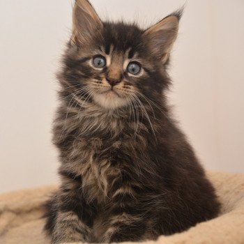 Ahadi Du Cycle Eternel Mâle Maine coon