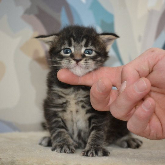 chaton Maine coon brown tabby Anastasia Chatterie Du Cycle Eternel brown tabby