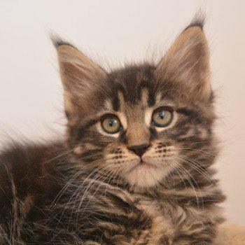 Anastasia Du Cycle Eternel Femelle Maine coon