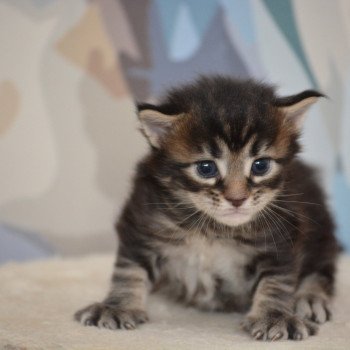 Armonie Du Cycle Eternel Femelle Maine coon