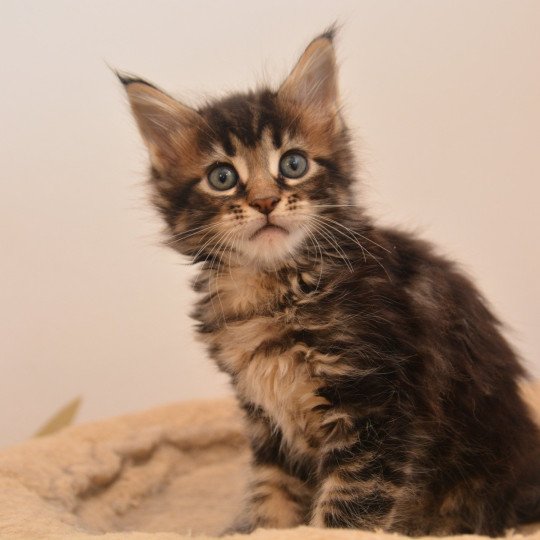 chaton Maine coon brown tabby Asha Chatterie Du Cycle Eternel brown blotched tabby