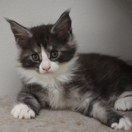 chaton Maine coon black smoke & blanc Basil Chatterie Du Cycle Eternel black smoke & blanc