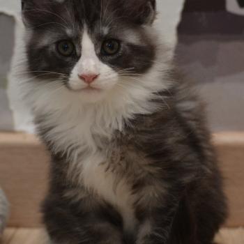 Basil Du Cycle Eternel Mâle Maine coon