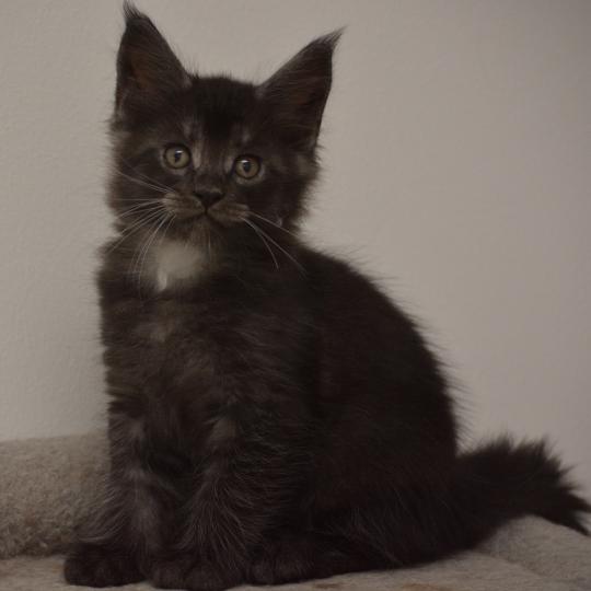 chaton Maine coon black smoke Bowser Chatterie Du Cycle Eternel black smoke 