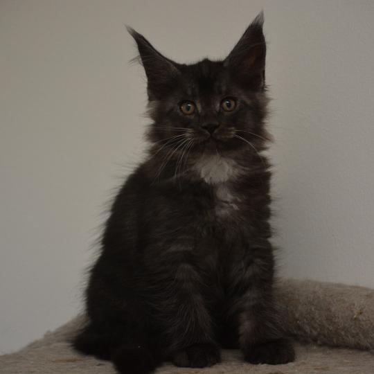chaton Maine coon black smoke Bowser Chatterie Du Cycle Eternel black smoke 