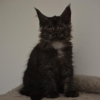 Bowser Du Cycle Eternel Mâle Maine coon