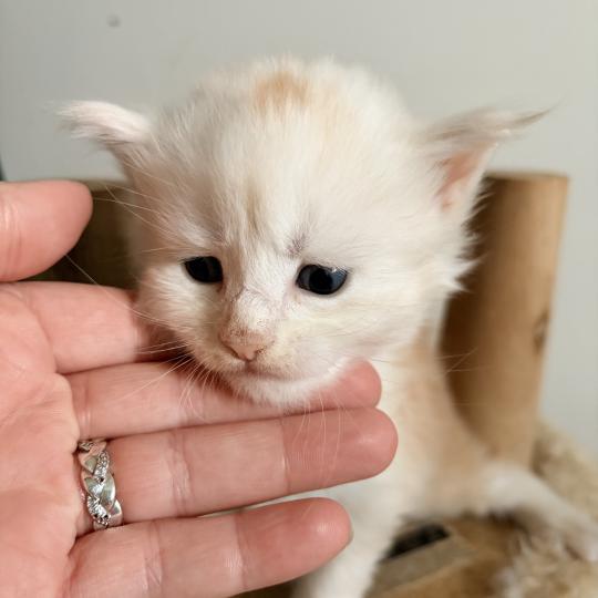 chaton Maine coon red silver ticked tabby & blanc Baymax Chatterie Du Cycle Eternel red silver ticked tabby & blanc
