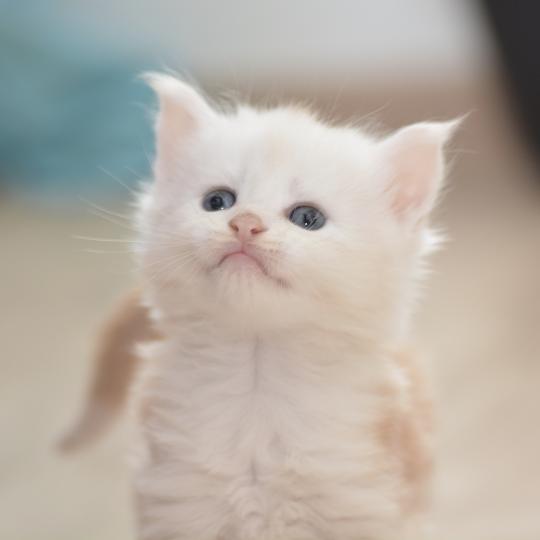 chaton Maine coon red silver ticked tabby & blanc Baymax Chatterie Du Cycle Eternel red silver ticked tabby & blanc
