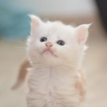 Baymax Du Cycle Eternel Mâle Maine coon