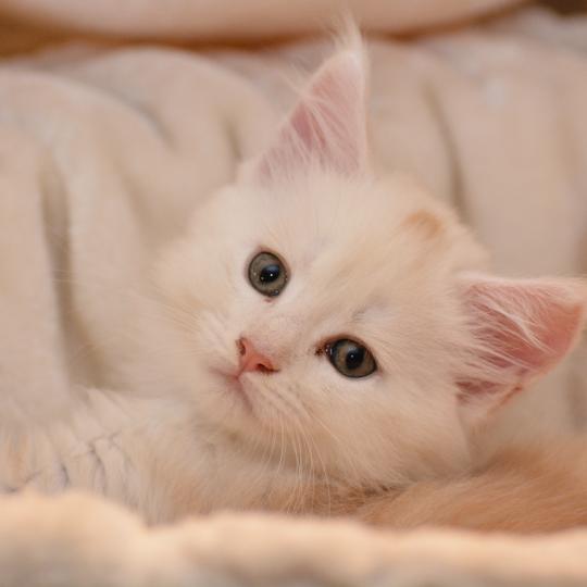 chaton Maine coon red silver ticked tabby & blanc Baymax Chatterie Du Cycle Eternel red silver ticked tabby