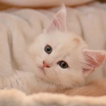 Baymax Du Cycle Eternel Mâle Maine coon