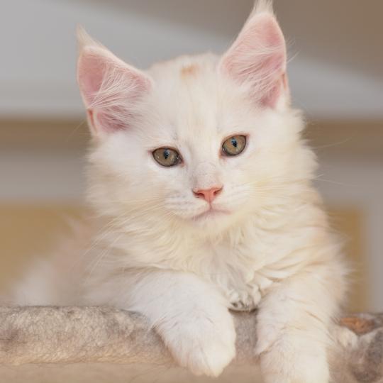 chaton Maine coon red silver ticked tabby Baymax Chatterie Du Cycle Eternel red silver ticked tabby