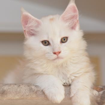 Baymax Du Cycle Eternel Mâle Maine coon