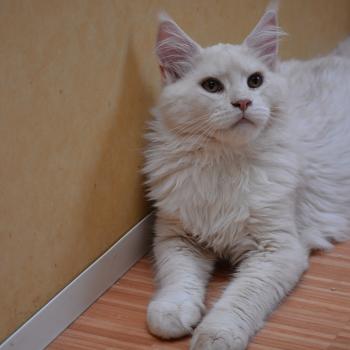 Baymax Du Cycle Eternel Mâle Maine coon