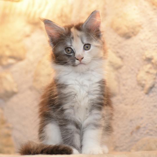 chaton Maine coon black tortie & blanc Belle Chatterie Du Cycle Eternel black tortie smoke & blanc