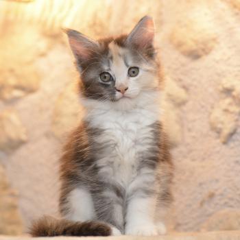 Belle Du Cycle Eternel Femelle Maine coon