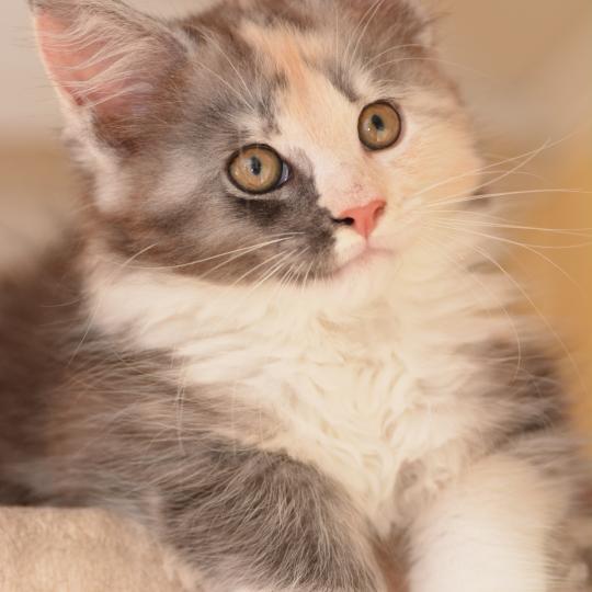 chaton Maine coon black tortie & blanc Belle Chatterie Du Cycle Eternel black tortie smoke & blanc