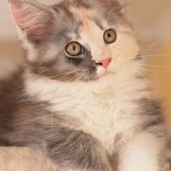 Belle Du Cycle Eternel Femelle Maine coon