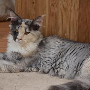 Belle Du Cycle Eternel Femelle Maine coon