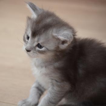Berlioz Du Cycle Eternel Mâle Maine coon