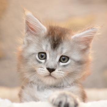 Berlioz Du Cycle Eternel Mâle Maine coon