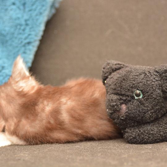 chaton Maine coon black silver tabby Buzz Chatterie Du Cycle Eternel black silver ticked tabby