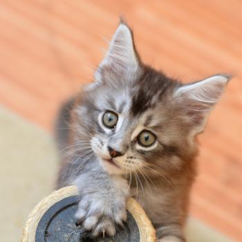 Buzz Du Cycle Eternel Mâle Maine coon
