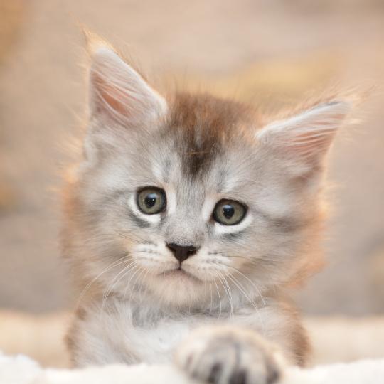 chaton Maine coon red silver tabby Bing Bong Chatterie Du Cycle Eternel red silver ticked tabby