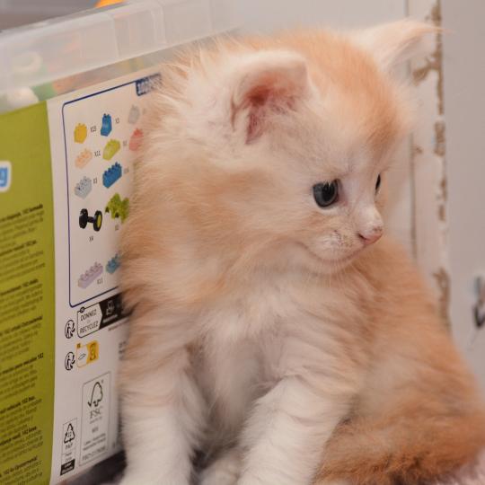 chaton Maine coon red silver tabby Bing Bong Chatterie Du Cycle Eternel red silver ticked tabby