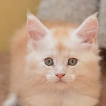 Bing Bong Du Cycle Eternel Mâle Maine coon