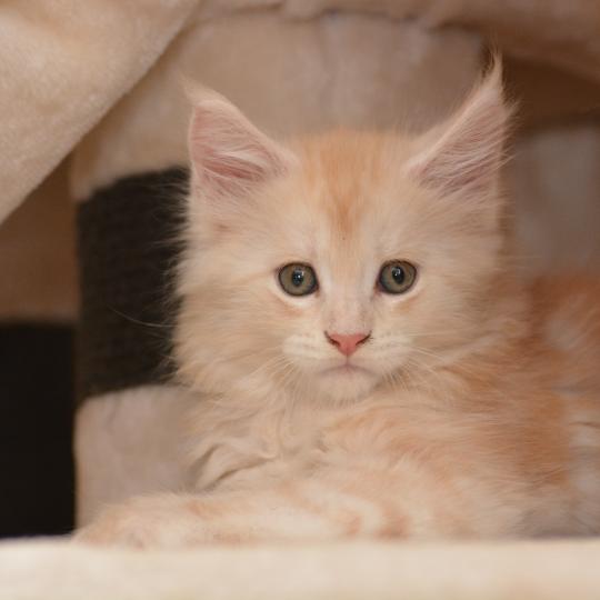 chaton Maine coon red smoke & blanc Buck Chatterie Du Cycle Eternel red silver ticked tabby