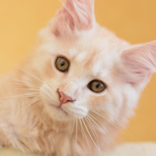 chaton Maine coon red silver ticked tabby Buck Chatterie Du Cycle Eternel red silver ticked tabby