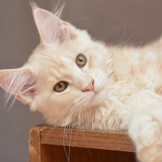 chaton Maine coon red silver blotched tabby Buck Chatterie Du Cycle Eternel red silver blotched tabby