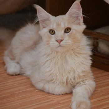 Buck Du Cycle Eternel Mâle Maine coon