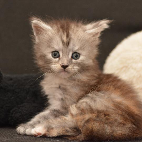chaton Maine coon black tortie Bulda Chatterie Du Cycle Eternel black tortie silver ticked tabby