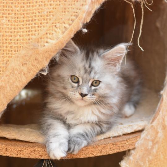 chaton Maine coon black tortie silver ticked tabby Bulda Chatterie Du Cycle Eternel black tortie silver ticked tabby