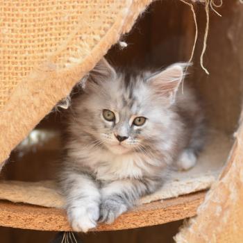 Bulda Du Cycle Eternel Femelle Maine coon