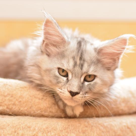 chaton Maine coon black tortie silver ticked tabby Bulda Chatterie Du Cycle Eternel black tortie silver ticked tabby