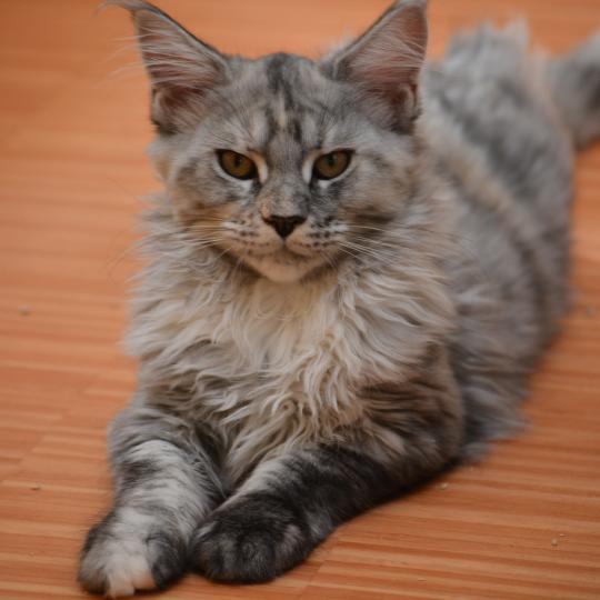 chaton Maine coon black tortie silver ticked tabby Bulda Chatterie Du Cycle Eternel black tortie silver ticked tabby